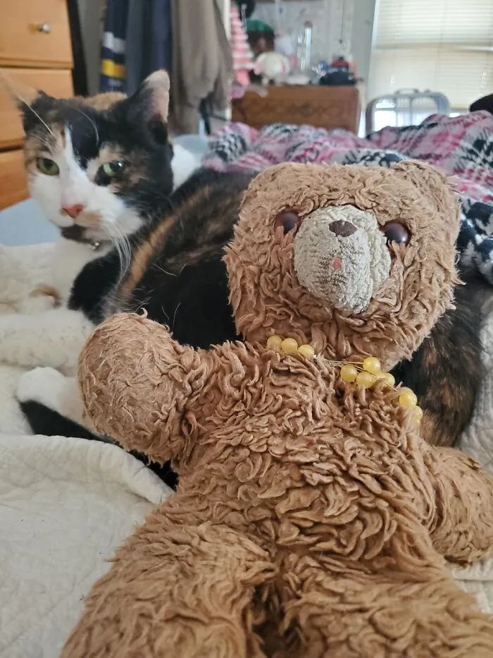 Nikki Bear. My Parents Found Her Left In A Shopping Cart While Mum Was Pregnant With Me. 33 Yrs