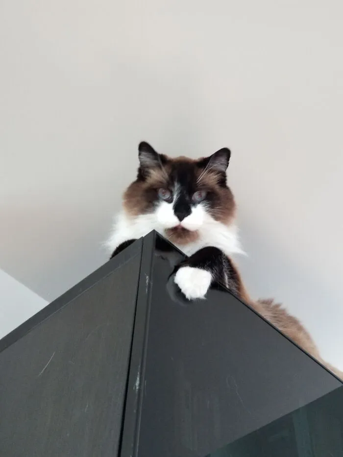 Our Beast