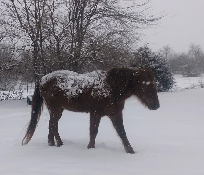 Hes So Chubby The Snow Doesn't Melt! Talk About Good Insulation!