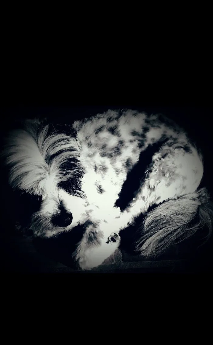 Teddy In A Sunbeam.