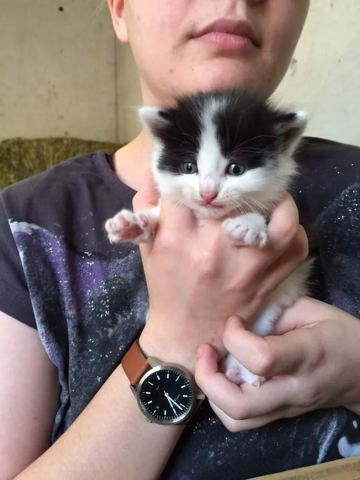 This Is Baby Ramses