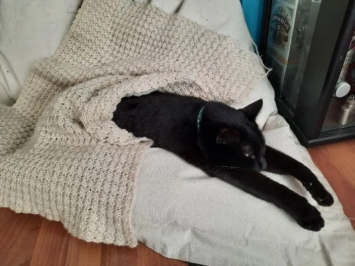 Catto Is Done For Today