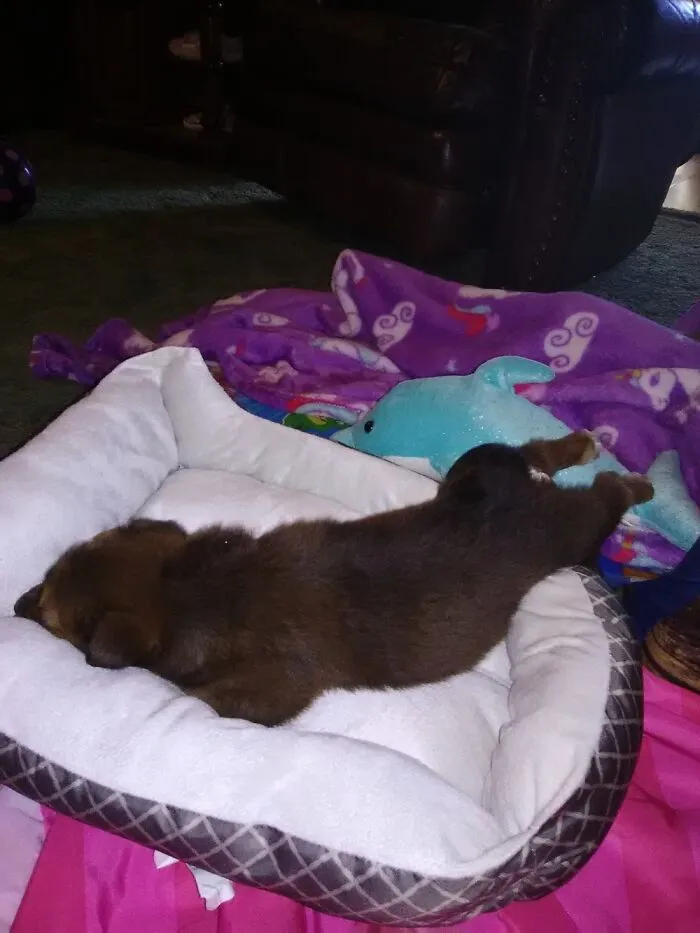 So...it's Not Really Weird But She Loves Laying Like This For Whatever Reason