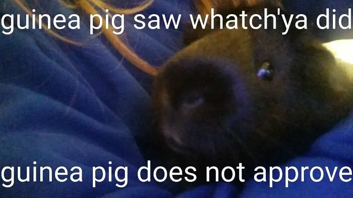 He Does Not Aproove