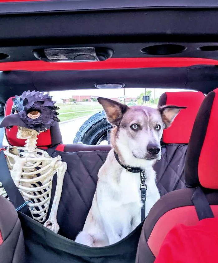 He Did Not Like The New Passenger.