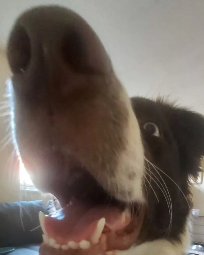 Loki And His Giant Snout !😂