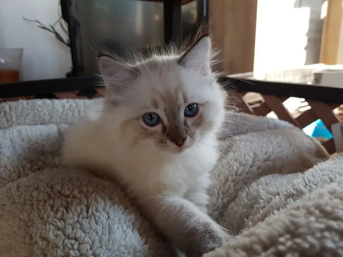 Meet Nero