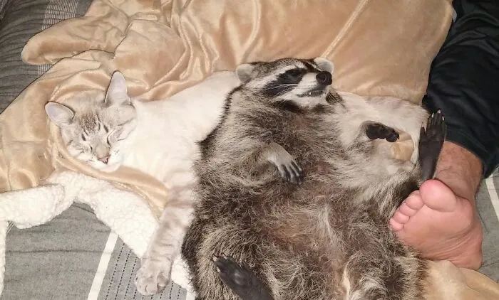 Pre-Bedtime Naps