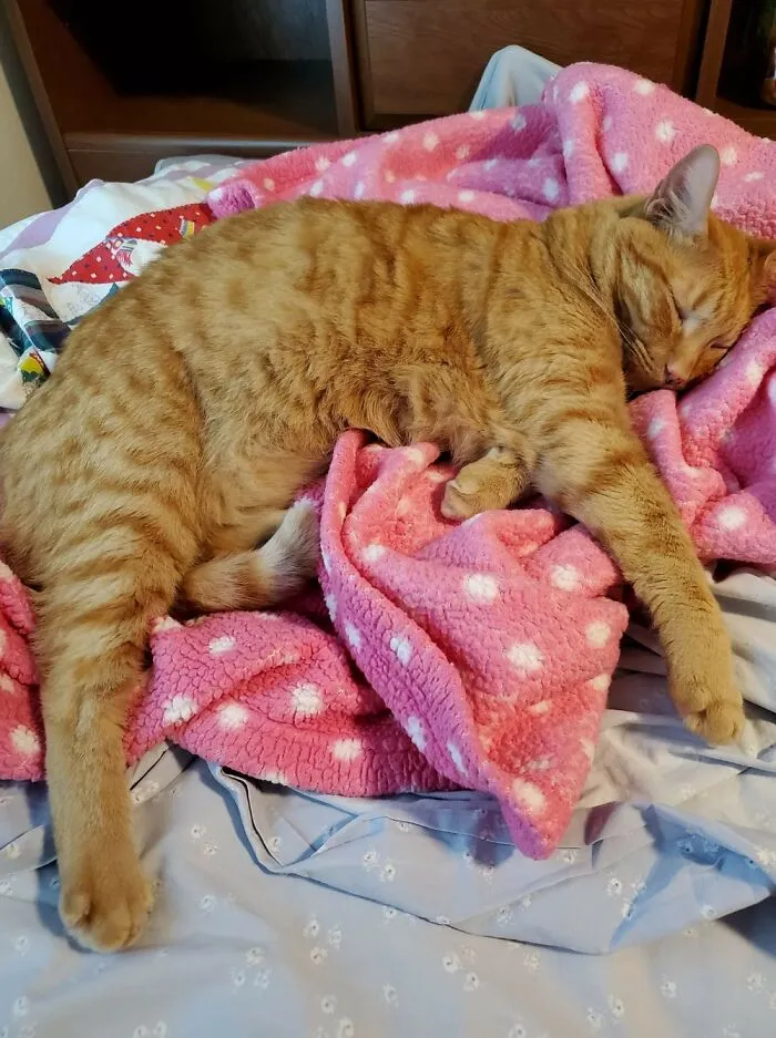 Declan Having A Nap