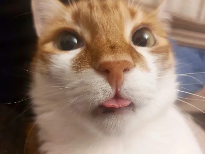 Freshly Woken Up, Guess He Dreamt Of Some Fish.