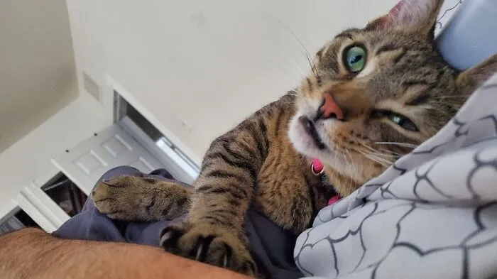 Eevee The Terrible