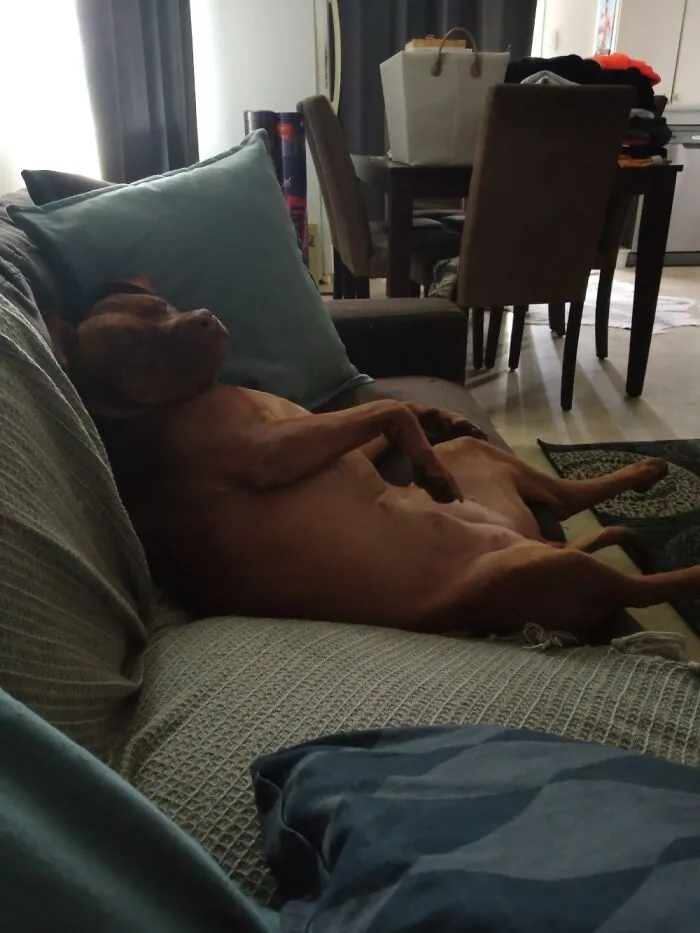 Lazy Days🤣