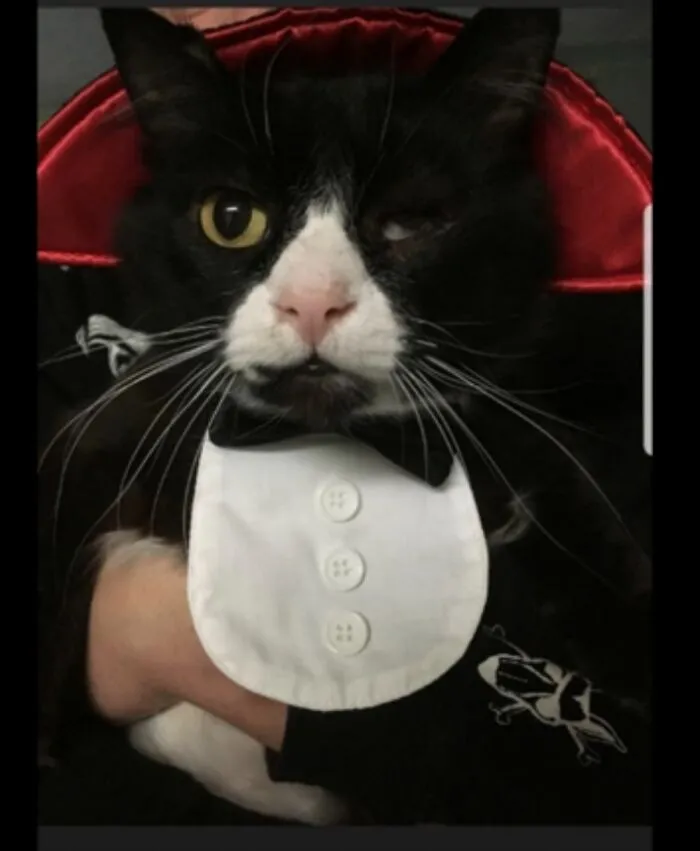 My One Eyed Buddy, Nero, Dressed As Dracucat.