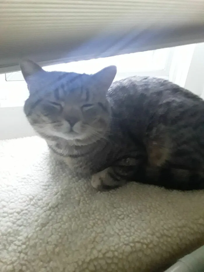 I’ll Go First. This Is Samwise, Pulling His Smuggest Face