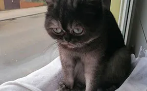 Woman Adopts A Cat That Was Ignored At The Shelter Because Of Her 'Ugly' Looks