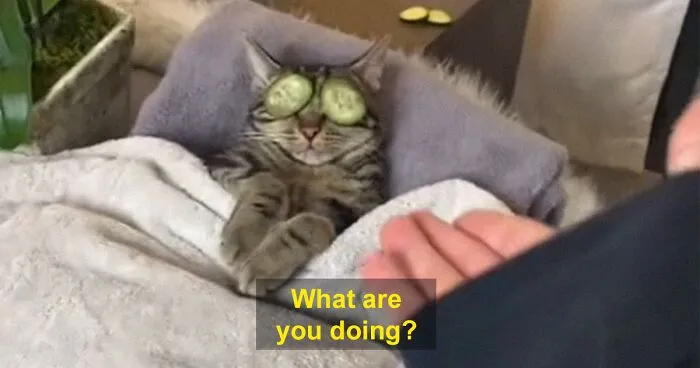 TikTok Of A Cat Having A Spa Day With Owner Goes Viral And Is Watched Over 60 Million Times