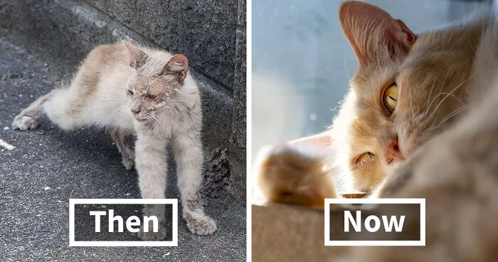 Life Had Treated This Cat Badly Until He Turned Up Outside My House 4 Years Ago And Now He's A Sweet And Loving Cat