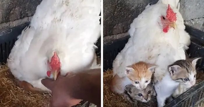 A Guy Finds His Chicken Taking Care Of Three Orphaned Kittens And Captures It In A Viral Video