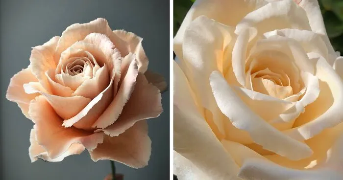 Award-Winning Australian Confectioner Creates Stunning Sugar Flowers (76 Pics)