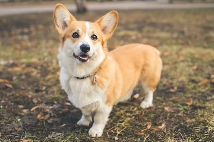 I Want A Corgi And Name It Morty, I Want A Dachshund And Name It Roxanne, And I Want A Pug And Name It Doug. (I Have An English Springer Spaniel Named Daniel Already) Lol