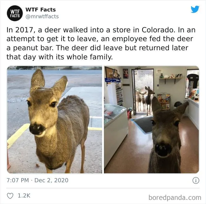50 Random Facts That Sound Fake But Aren't, Shared By This Twitter Account