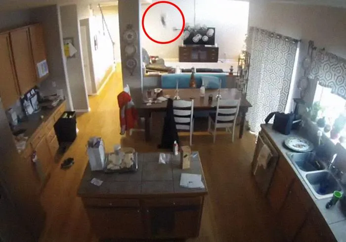 “What Is The Stupidest Thing You’ve Seen Your Pet Do?” (40 Answers)