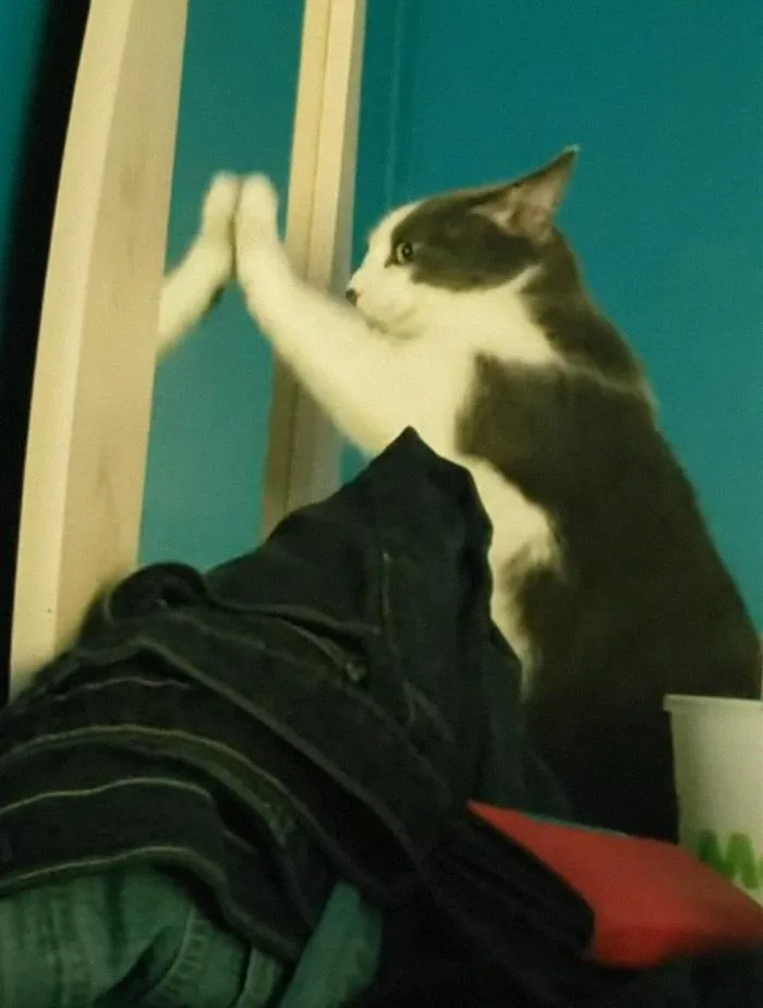 “What Is The Stupidest Thing You’ve Seen Your Pet Do?” (40 Answers)