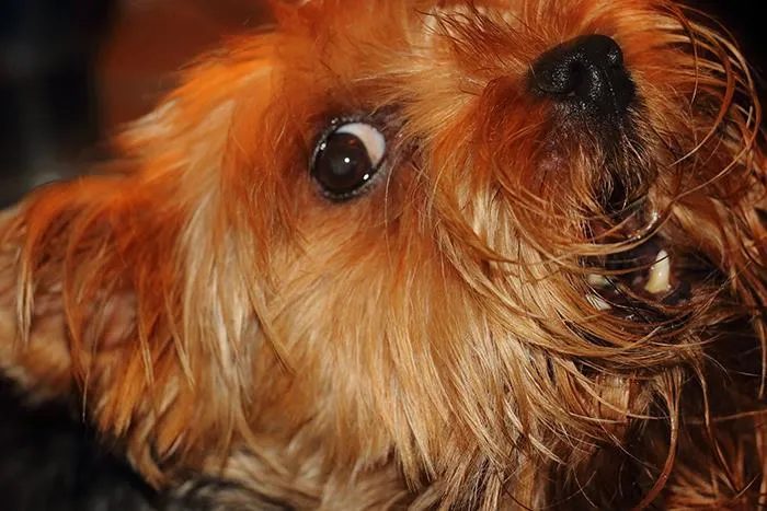 "¿Cuál es la cosa más estúpida que has visto hacer a tu mascota?" (30 respuestas)