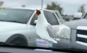 This Facebook Group Is All About Poor Wildlife Photos And They Are So Bad They’re Good