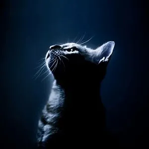 Dark Kitten