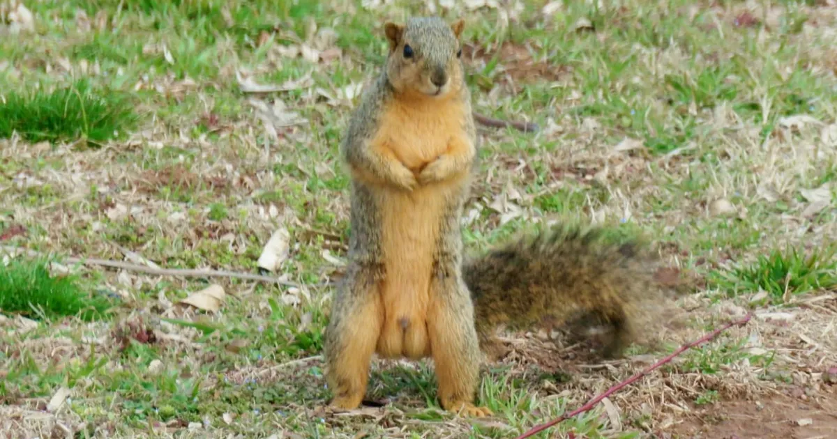 Este grupo de Facebook está dedicado a fotos cutres de fauna, y son tan malas que tienes que reírte (50 nuevas fotos)