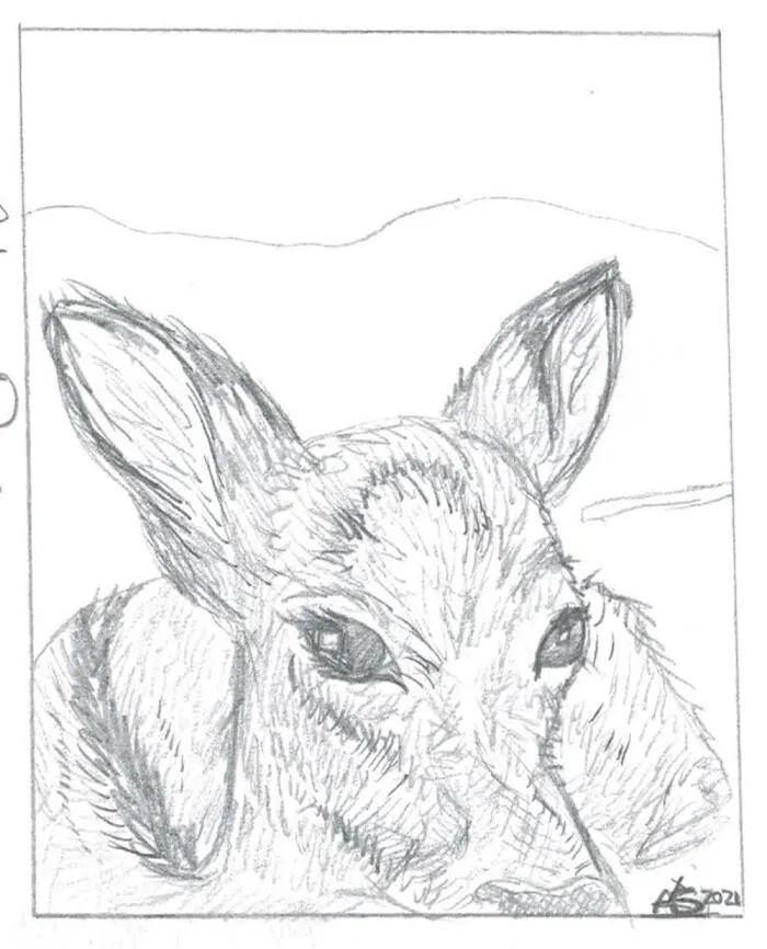 The Doe