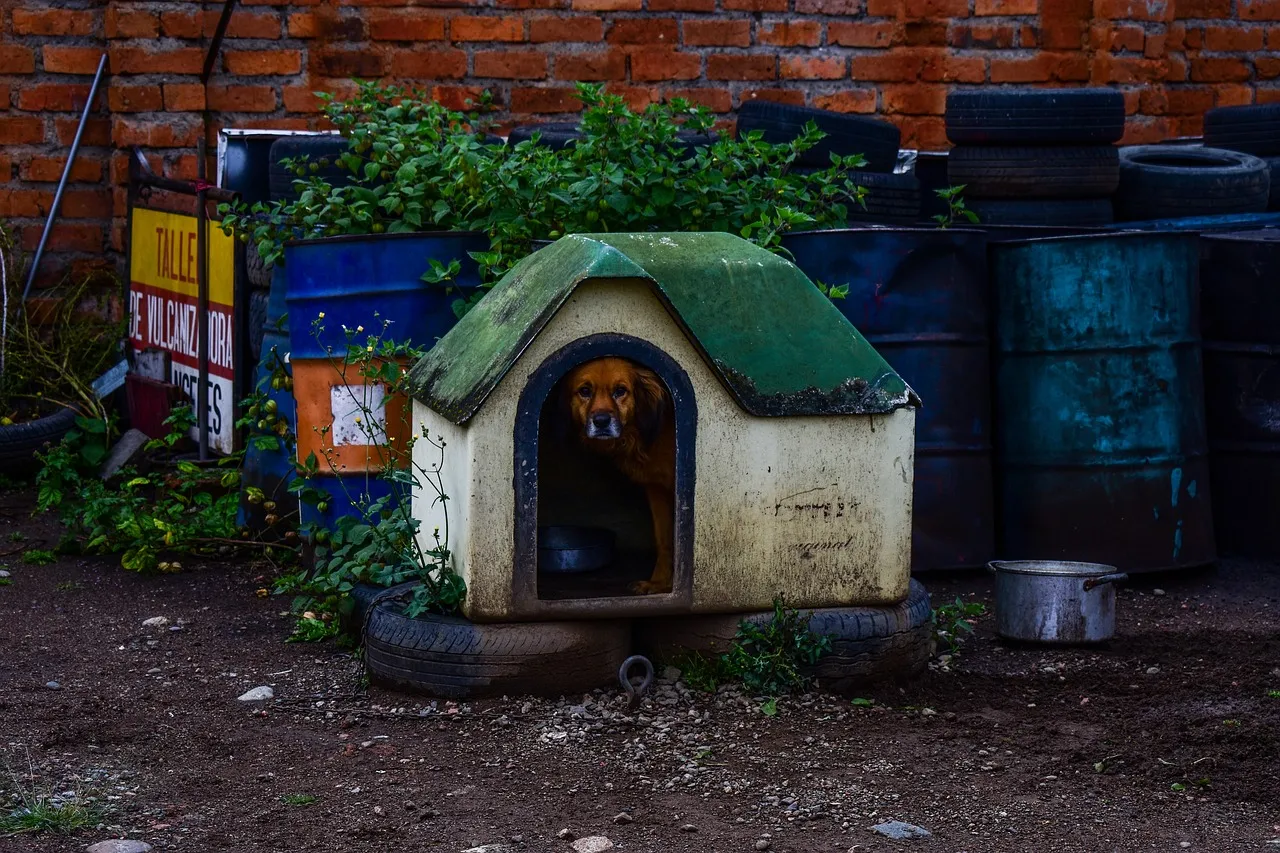 Learn How To Build A Simple Dog House