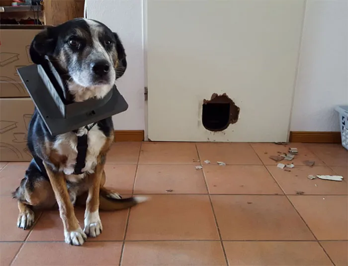My Dog Wanted To See What The Cats Are Up To Downstairs