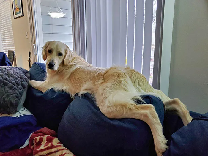 This Is What Happens When A Dog Grows Up With Cats