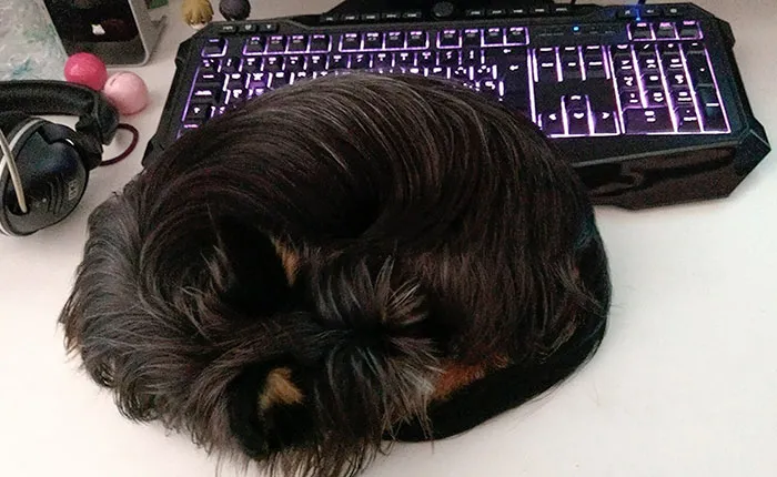Apparently, My Dog Is Now A Cat