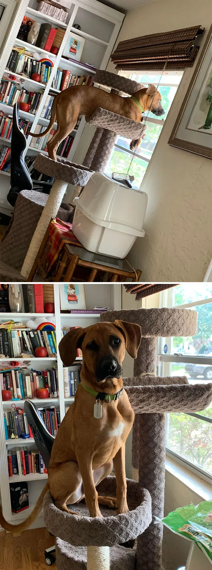Hmm... That’s Not My Cat
