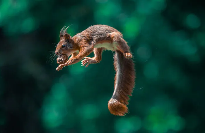 I've Been Photographing Red Squirrels For 6 Years, Here Are My 19 Photos To Show How Acrobatic They Really Are