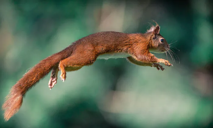 I've Been Photographing Red Squirrels For 6 Years, Here Are My 19 Photos To Show How Acrobatic They Really Are