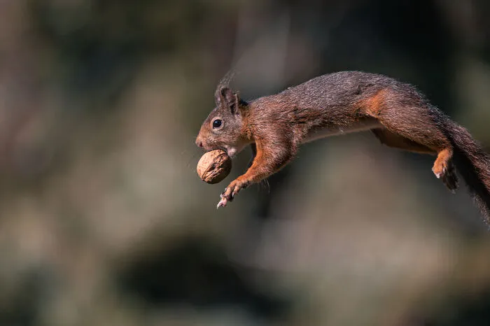 I've Been Photographing Red Squirrels For 6 Years, Here Are My 19 Photos To Show How Acrobatic They Really Are