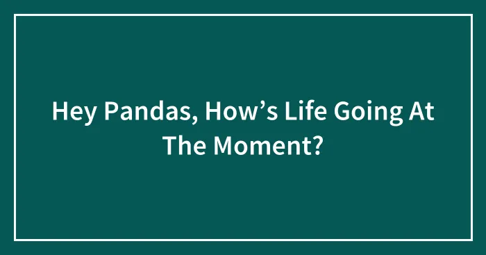 Hey Pandas, How’s Life Going At The Moment? (Closed)