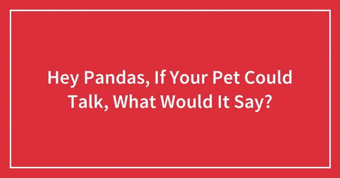Hey Pandas, If Your Pet Could Talk, What Would It Say? (Closed)