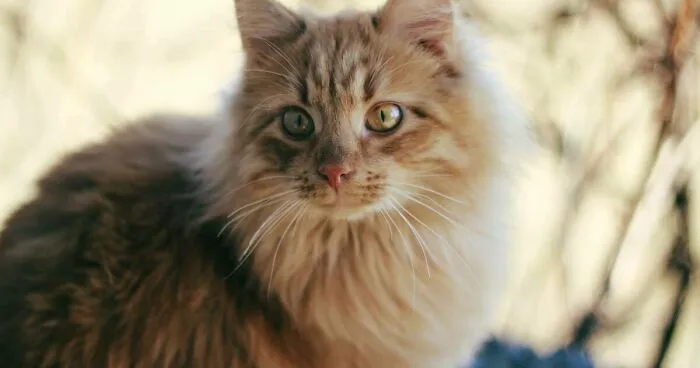 Hey Pandas, What’s Your Rescue Pet’s Name And Picture?