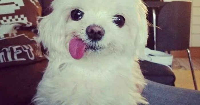 Hey Pandas, Photoshop This Random Dog In The Funniest Way (Closed)