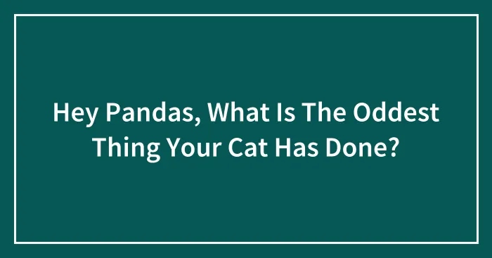 Hey Pandas, What Is The Oddest Thing Your Cat Has Done? (Closed)