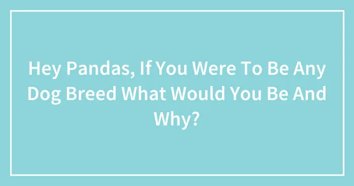 Hey Pandas, If You Were To Be Any Dog Breed What Would You Be And Why? (Closed)