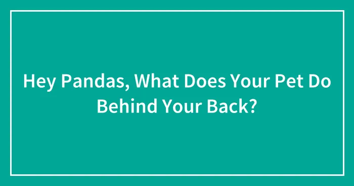 Hey Pandas, What Does Your Pet Do Behind Your Back? (Closed)
