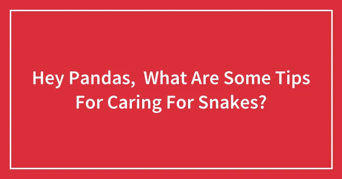 Hey Pandas,  What Are Some Tips For Caring For Snakes?