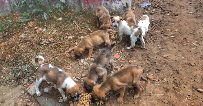 I'm Making A Fundraiser For Treatment For 4 Sweet Puppies