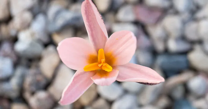 We Visited The Largest Crocus Flower Collection In The World Starts Blooming